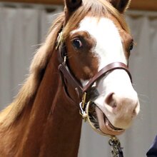© Ocala Breeders Sales Company