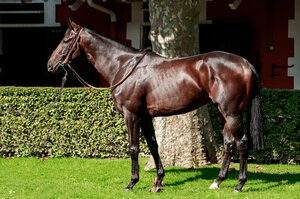 © ARQANA