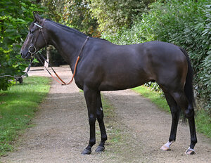 © ARQANA