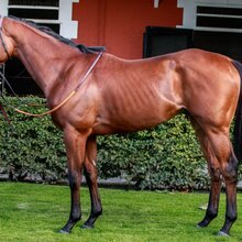 © ARQANA