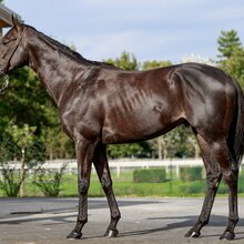 © ARQANA