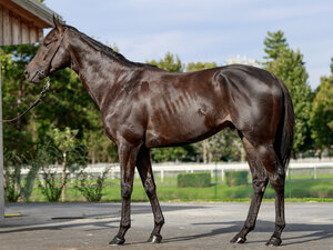 © ARQANA