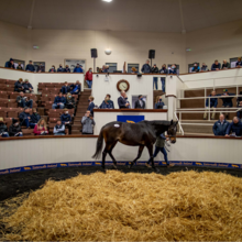 © Tattersalls Ireland