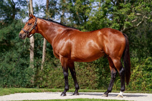 © Arqana Online