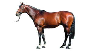 © Arqana Online