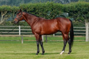 © Arqana Online