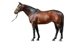 © Arqana Online