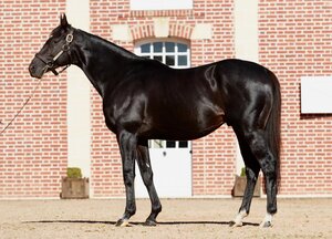 © Arqana Online