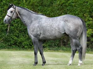 © Arqana Online