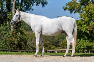 © Haras de Colleville
