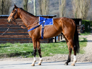 © Arqana Online