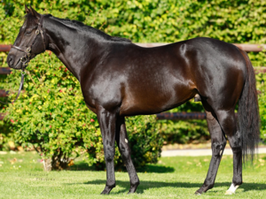Al Wukair | © Arqana Online