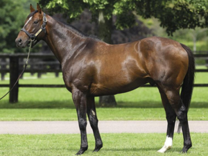Dariyan | © Arqana Online