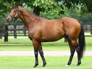 Zarak | © Arqana Online