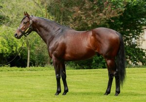 ALMANZOR | © Arqana Online