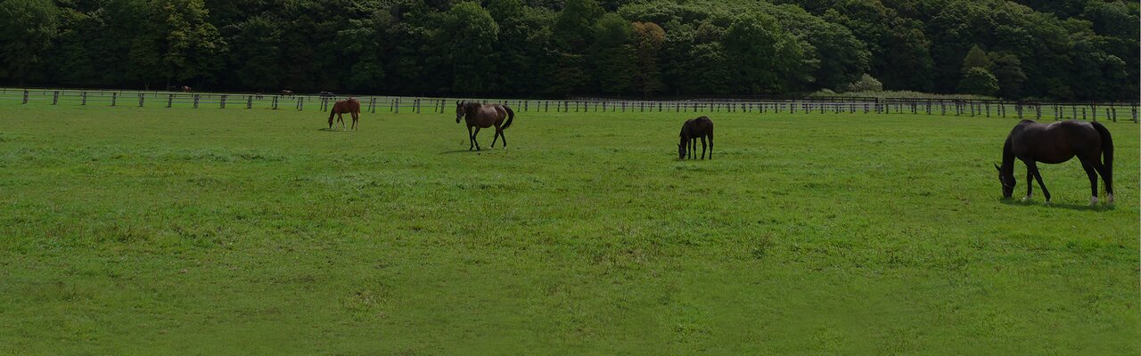 © Hokkaido Horse Breeders Association
