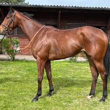 © Arqana Online