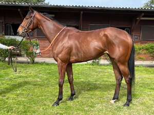 © Arqana Online