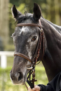 © Galoppfoto.de