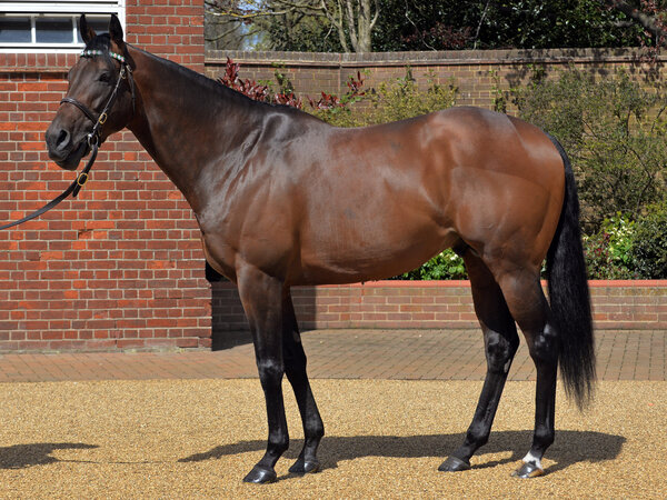 Kingman | © Franks Sorge / Galoppfoto.de